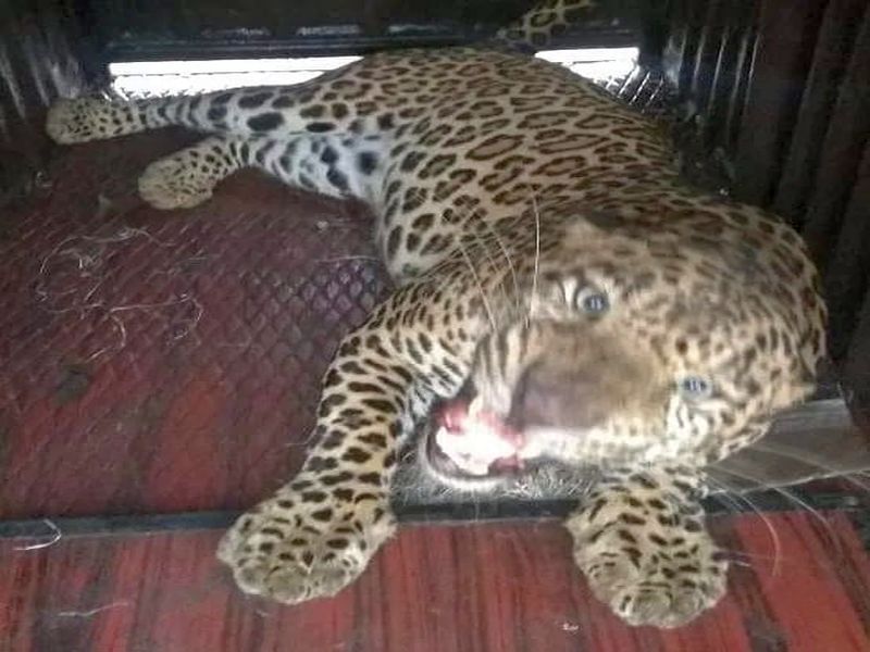 Darana river bed: Leopards seized in Deolali camp military residence area | दारणाकाठ : देवळाली कॅम्प लष्करी निवासस्थान भागात बिबट्या जेरबंद
