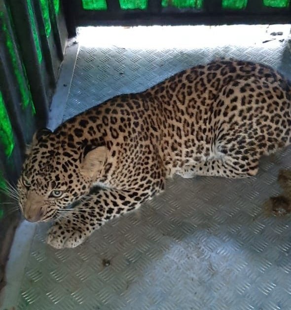 Daranakath: Leopards arrested in Samangaon after hard work | दारणाकाठ : अथक परिश्रमानंतर सामनगावात बिबट्या जेरबंद