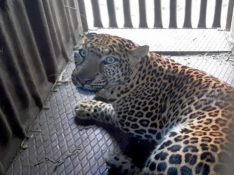 Leopard captures Pathardi; Two Leopard in a row in a cage | पाथर्डीला बिबट्या जेरबंद; लागोपाठ दोन बिबटे पिंजऱ्यात