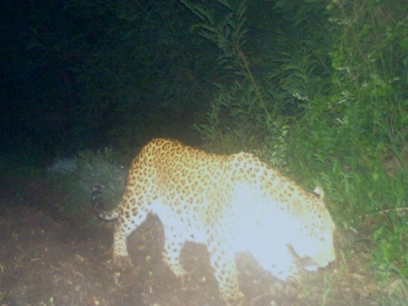 Moving freely at Darna riverbed: Leopard females in cages; males in the field! | दारणाकाठी संचार : बिबट्याची मादी पिंजऱ्यात; नर मात्र मैदानात!