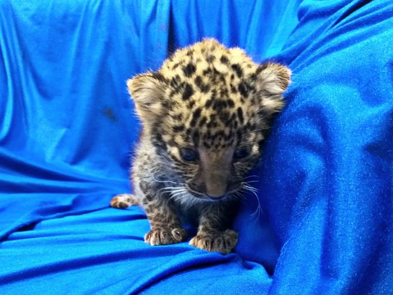 Air Intelligence Unit at Chennai International airport has seized leopard cub from the baggage of a passenger | Video - चेन्नई विमानतळावर प्रवाशाच्या बॅगमध्ये सापडला बिबट्याचा बछडा