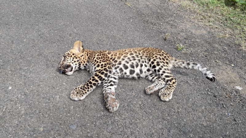 Death of a leopard by accident in Nagpur district | नागपूर जिल्ह्यात बिबट्याचा अपघातात मृत्यू