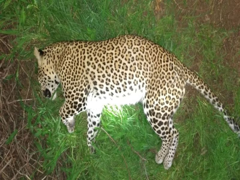 Leopard killed in vehicle collision | नागापूर फाटा : वाहनाच्या धडकेत बिबट्या ठार