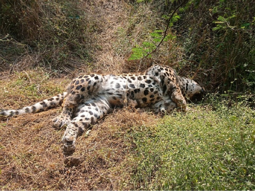 Exciting! Leopard found dead in a field at Rakshasabhuvan | खळबळजनक! राक्षसभुवन येथील शेतात आढळला मृतावस्थेत बिबट्या