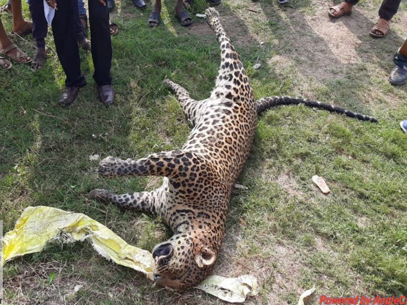 Nandurmadhyameshwar: Two leopards drown in Godavari riverside | नांदुरमध्यमेश्वर : गोदापात्रातील गाळात अडकल्याने पाण्यात बुडून दोन बिबटे मृत्युमुखी