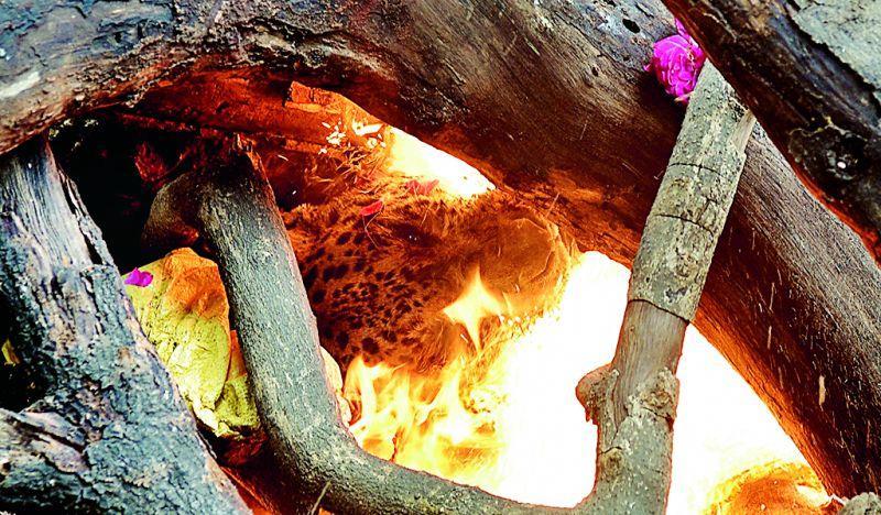 The death of a leopard 'Anamika' in Maharajbagh | महाराजबागेतील ‘बिबट’ अनामिकेचा मृत्यू