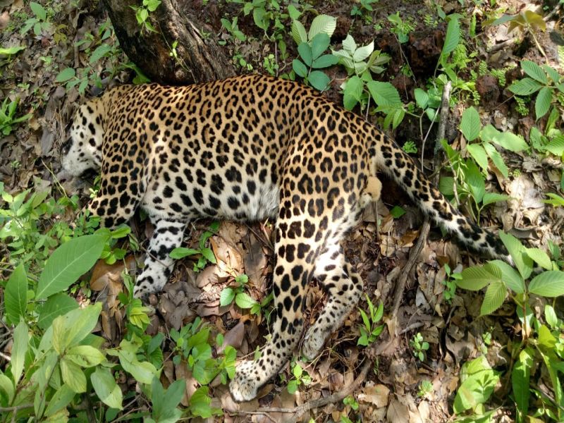 Death of A Leopard | अन्नाअभावी बिबट्याचा मृत्यू