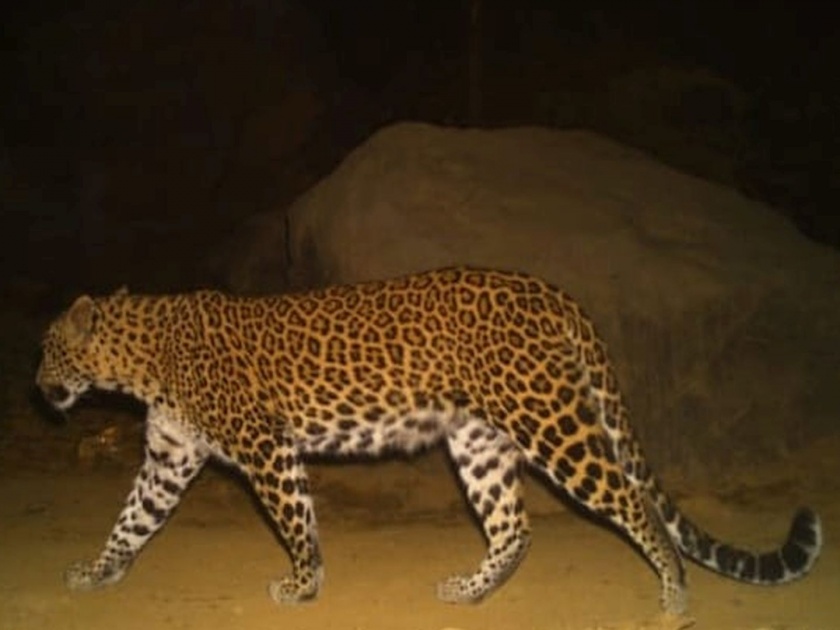 Hit by speeding car pregnant leopard dies in Mumbai | घोडबंदर खिंडीत गरोदर मादी बिबट्याचा वाहनाच्या धडकेत मृत्यू