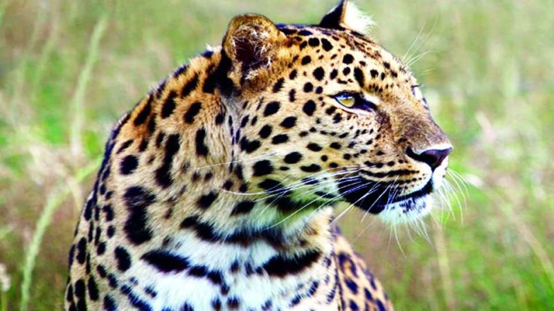 Leopard dies after falling into a well | विहिरित पडून बिबट्याचा मृत्यू