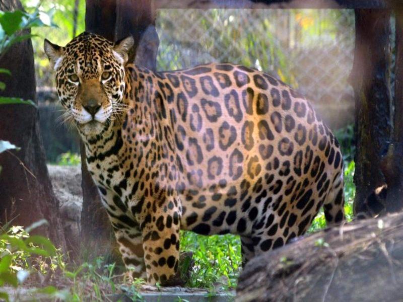 Injured leopard admitted to Gorewada Animal Rescue Center for treatment | जखमी बिबट गोरेवाड्यातील प्राणी बचाव केंद्रात उपचारासाठी दाखल