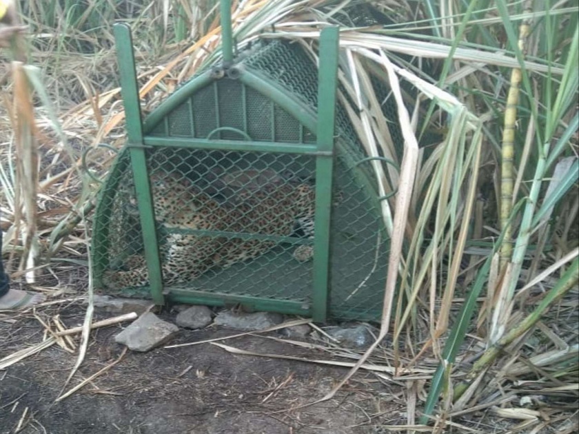 One leopard Catch in Baramati, but fear is continued in area | बारामतीत एक बिबट्या पिंजऱ्यात जेरबंद, पण परिसरात दहशत कायम  