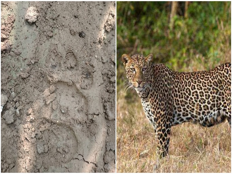 leopards seen in korhale area baramati villagers in fear | बारामती: कोरहाळे परिसरात बिबट्याचा वावर, ग्रामस्थ भीतीच्या छायेखाली