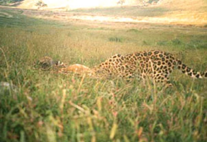 Panic in the Sonhevra area after appearance of the leopard | बिबट्याच्या दर्शनाने सोनहिवरा परिसरात दहशत 