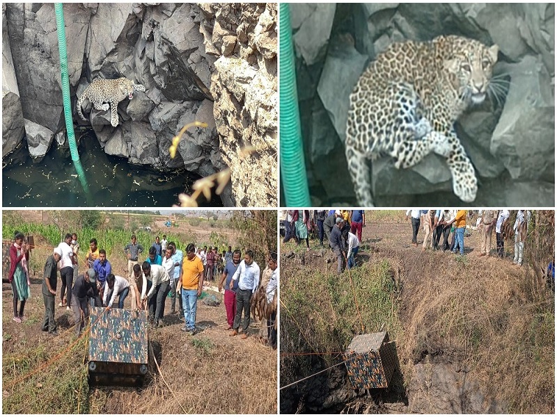 leopard fell into the well taken out and caught in jarewadi khed latest news | जरेवाडीत विहिरीत पडलेल्या बिबट्याची सुखरूप सुटका करून केले जेरबंद