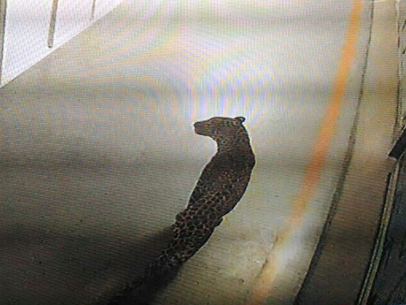 In the Maruti Suzuki factory, the efforts of the authorities to evacuate a leopard are still going on. | मारूती सुझुकीच्या फॅक्टरीत लपलेल्या बिबट्याला बाहेर काढण्यासाठी अधिकाऱ्यांचे शर्थीचे प्रयत्न अजूनही सुरूच