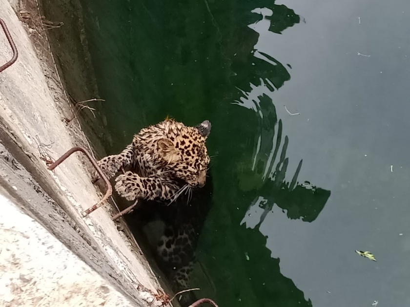 Rescue Operation: leopard fell in well; rescue by forest department | Rescue Operation : विहिरीत पडलेल्या बिबट्यास जीवदान