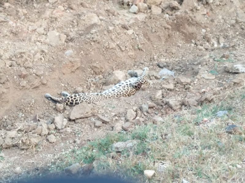 Leopard Injured in road accident on national highway | राष्ट्रीय महामार्गावर वाहनाच्या धडकेत बिबट जखमी 