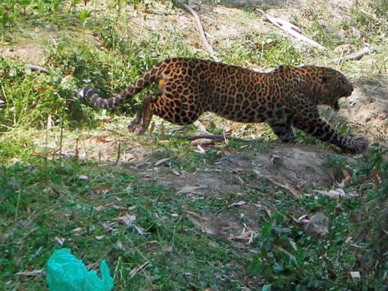 A swarm of leopards in Vihitgaon; A paw hit the policeman on the head |  विहितगावात बिबबट्याचा धुमाकूळ; पोलीसाच्या डोक्यावर मारला पंजा