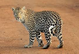 Pune : leopard enters crowded area keshavnagar injures 5 | पुणे : केशवनगरमध्ये शिरला बिबट्या, हल्ल्यात पाच जण जखमी