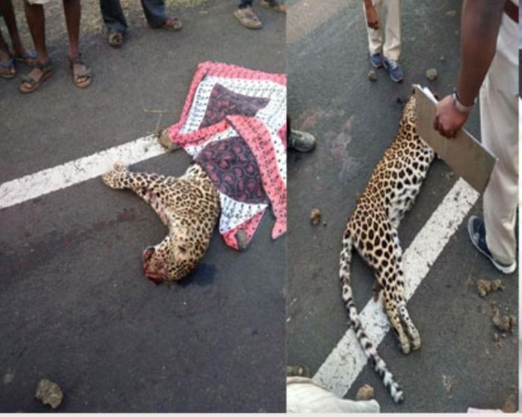 An unidentified vehicle killed leopard on the Nagpur-Amravati highway | नागपूर -अमरावती राष्ट्रीय  महामार्गावर अज्ञात वाहनाच्या धडकेत बिबट ठार