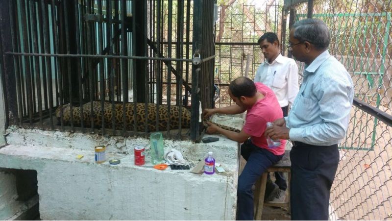 Death of 'Ajay' leopard in Maharaj Bagh zoo in Nagpur | नागपूरच्या महाराजबाग प्राणिसंग्रहालयातील ‘अजय’ बिबट्याचा मृत्यू