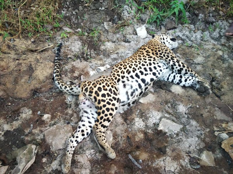 suspicious death of leopard in nashik | नाशिकमधील आडगाव शिवारात बिबट्याचा संशयास्पद मृत्यू