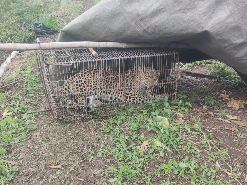 went hunting for chickens and got caught in a leopard stuck at nashik | कोंबड्यांची शिकार करायला गेला अन् बिबट्या खुराड्यात अडकला; नाशिकच्या कळवणमध्ये आश्चर्यकारक घटना