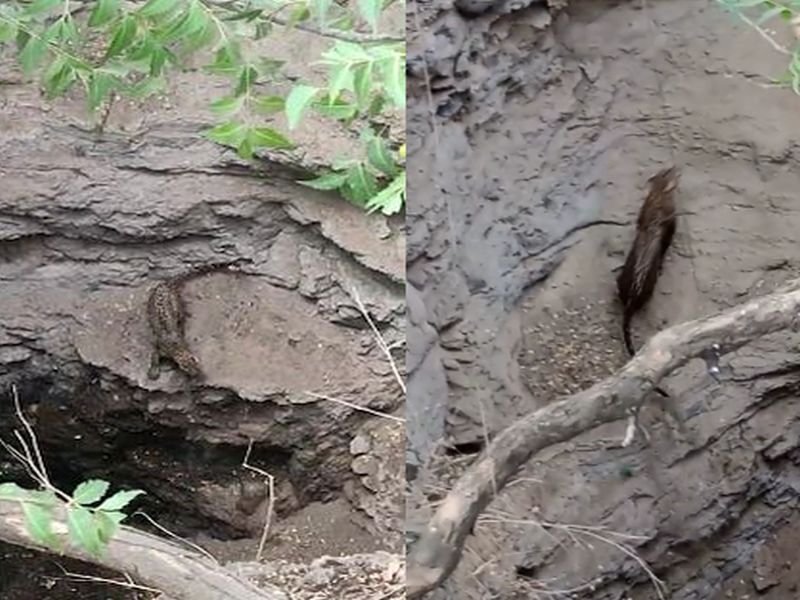 Successful climb of a leopard lying in a well by itself In Nashik | विहिरीत पडलेल्या बिबट्याची स्वत:हून यशस्वी चढाई, बाहेर येताच बघ्यांची पळता भुई थोडी, दोन तास रंगला थरार