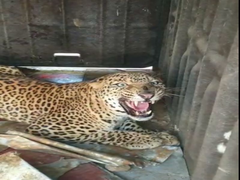 Success in the forest section: Adult leopard captivity in the Giring Shivaraya | वनविभागाला यश : गिरणारे शिवारात प्रौढ बिबट्या पिंजऱ्यात कैद