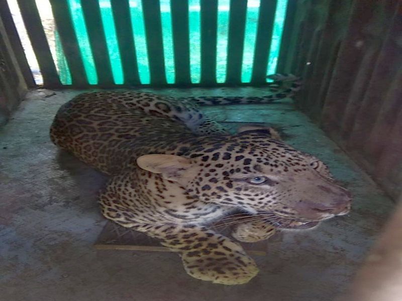 In the chaadegaon pond, there was a leopard in a cage | चाडेगावच्या मळ्यात बिबट्या आला पिंजऱ्यात