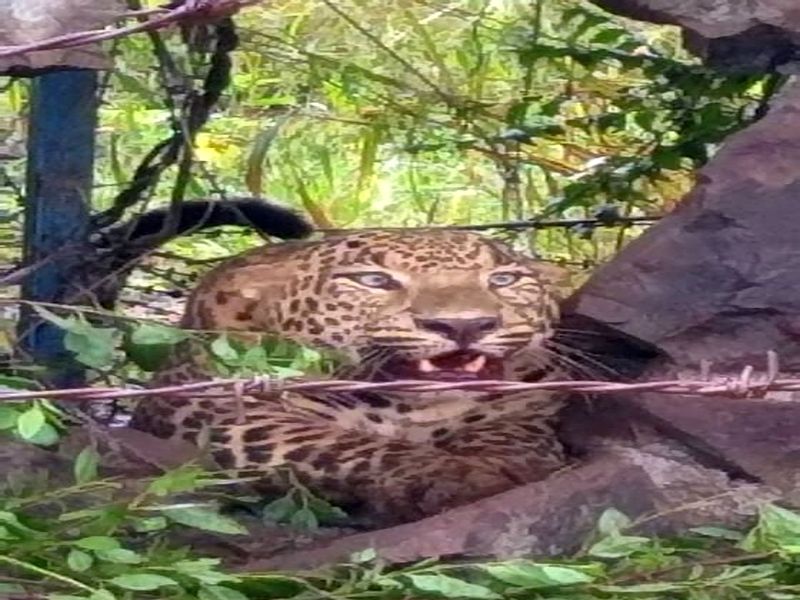When the leopard gets stuck in a panic ... | भींतीच्या भगदाडमध्ये अडकलेला बिबट्या डरकाळ्या फोडतो तेव्हा...
