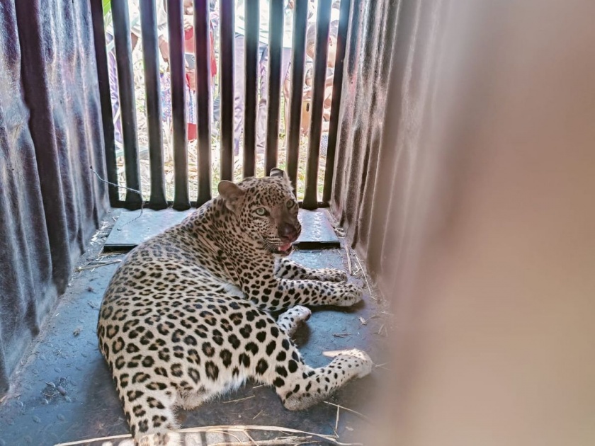 Ahmednagar: A leopard that has been roaming in Ahmednagar city for two months has finally been jailed | Ahmednagar: अहमदनगर शहरात दोन महिन्यापासून वावरणारा बिबट्या अखेर जेरबंद