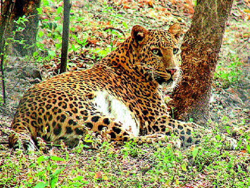  Farmer Haraan due to leopard scare | बिबट्याच्या दहशतीमुळे शेतकरी हैराण