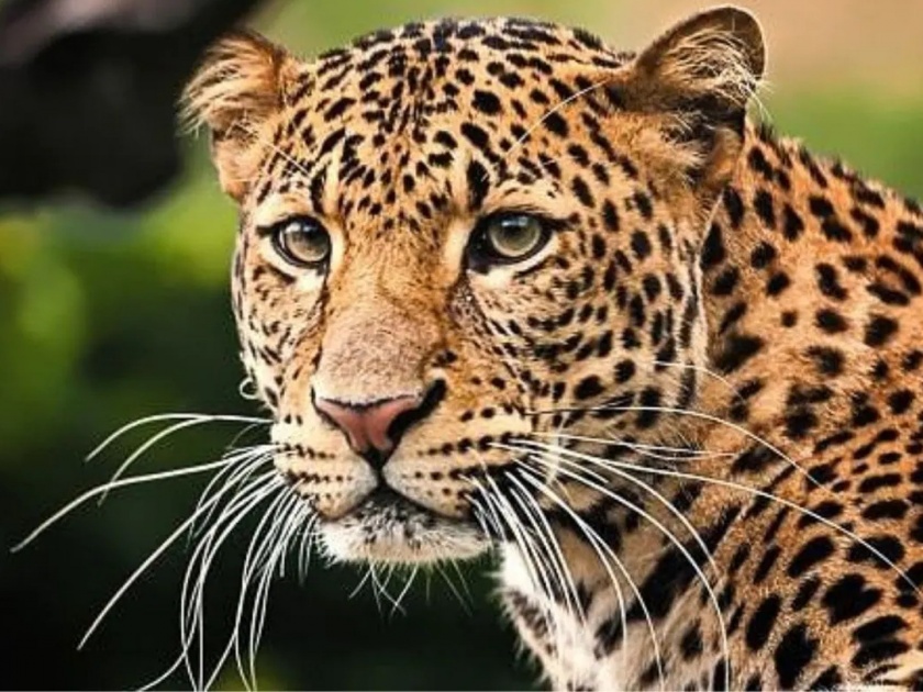 Pune leopard ran away out of park Anathalay of Katraj Udayanalay still park is not closed for security reasons | कात्रज उद्यानालयाच्या अनाथालयातून बिबट्या पळाला; अधिकाऱ्यांकडून माहिती देण्यास टाळाटाळ