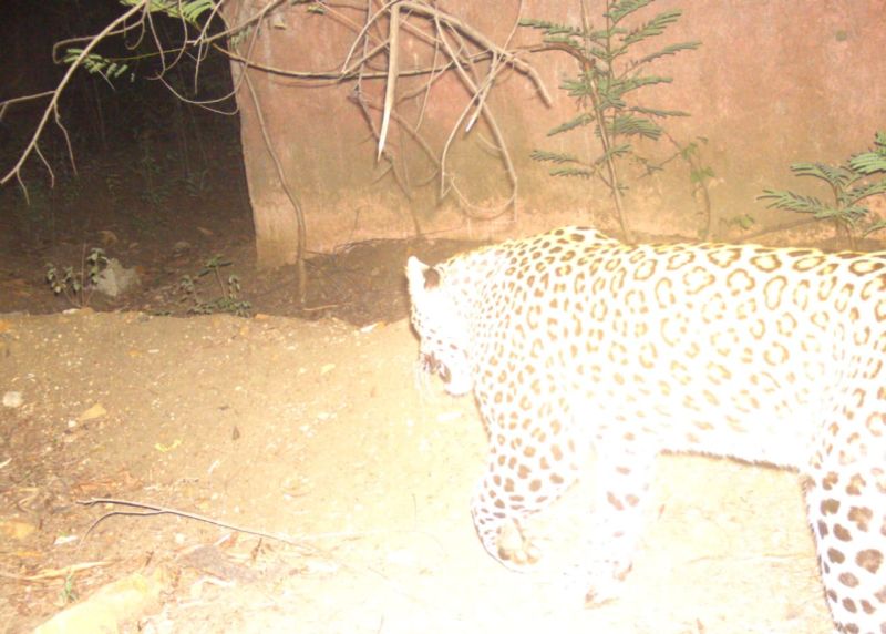 The leopard returned to Ambazari Park after leaving the city | शहर साेडून अंबाझरी उद्यानात परतला बिबट्या 