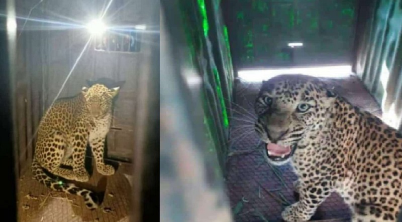 Forest Department succeeds in capturing leopard in a trap | मजुराच्या मुलाचा बळी घेतलेला येणकेतील 'तो' बिबट्या अखेर कैद, मात्र, तासाभरातच दुसऱ्या बिबट्याचे दर्शन