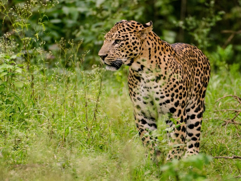 leopard seen in garden near sanjay gandhi national park | ठाण्याच्या फुलपाखरु उद्यानात सकाळी दिसला बिबट्या