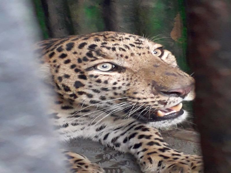 Dudgaon in leopard cage | दुडगावला बिबट्या पिंजऱ्यात जेरबंद