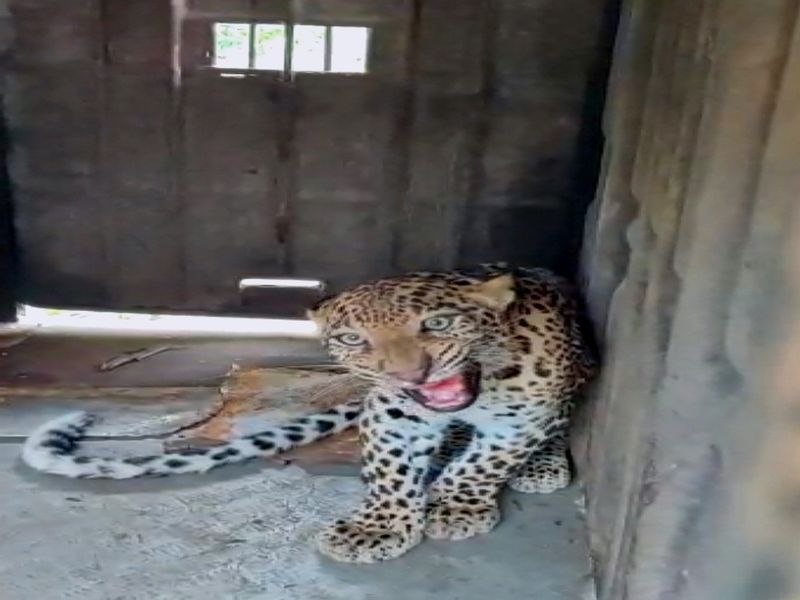 Daranakath: Leopard calf confiscated in Chandgiri Shivara | दारणाकाठ : चांदगिरी शिवारात बिबट्याचा बछडा जेरबंद