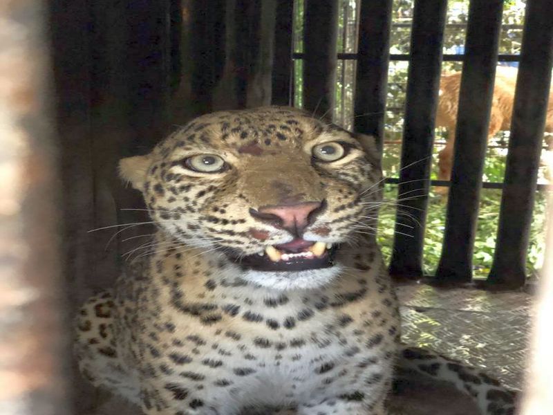 Daranakath: Leopards seized again on the outskirts of Chandgiri village | दारणाकाठ : चांदगिरी गावाच्या शिवारात पुन्हा बिबट्या जेरबंद