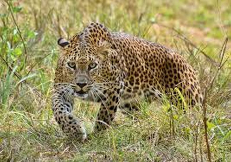Leopard presens in Farm area of washim District | सापळी-सोंडा शेलू शिवारात बिबट्याचा संचार 