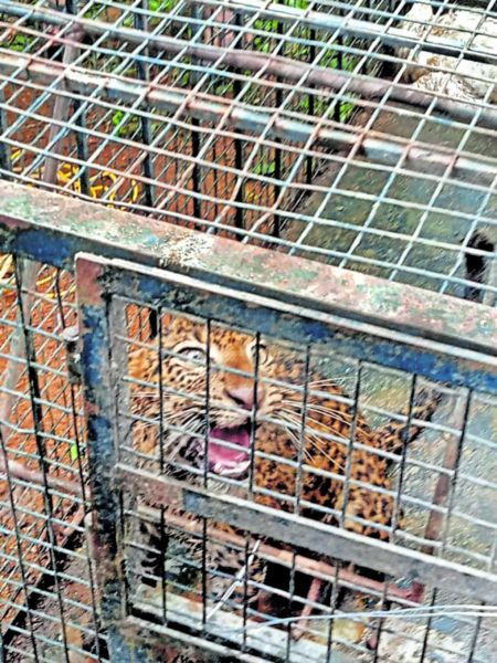 Safe release of a leopard lying in a well | विहिरीत पडलेल्या बिबट्याची सुखरूप सुटका