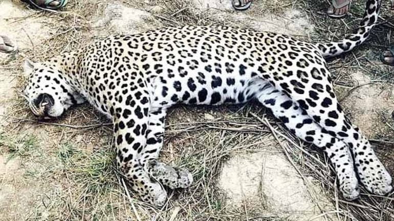 The cannibalistic leopard of Karmalya was shot by Mohite-Patal of Akluj! | करमाळ्याच्या नरभक्षक बिबट्याला अकलूजच्या मोहिते-पाटलांनीच गोळ्या घातल्या !