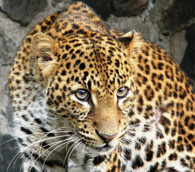 Leopard again! | बिबट्याचे पुन्हा दर्शन !
