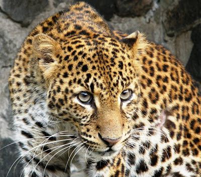 female leopard injured in vehicle accident; incident at Kolmatha near Otur, Pune | वाहनाच्या धडकेने बिबट मादी जखमी; ओतूरजवळील कोळमाथा येथील प्रकार