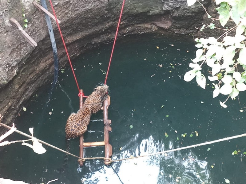 While chasing predator the leopard fall down into well at Junnar | जुन्नर येथे भक्ष्याचा पाठलाग करताना विहिरीत पडला बिबट्या 