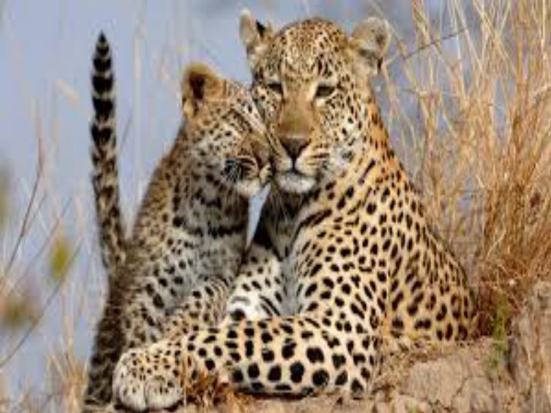 Maharashtra has killed 90 leopards in the last year | महाराष्ट्रात गेल्या वर्षभरात ९० बिबट्यांचा झाला मृत्यू