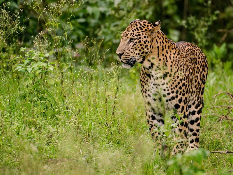 Bhagur-Rahuri: Leopards run all day in sugarcane fields | भगुर-राहुरी : ऊसाच्या शेतात भरदिवसा बिबट्याची धावाधाव