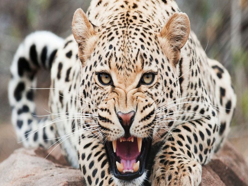 For these reasons, Chalisgaon's leopard is the most dangerous | या कारणांमुळे चाळीसगाव वनक्षेत्रातील बिबट्या आहे सर्वात घातक