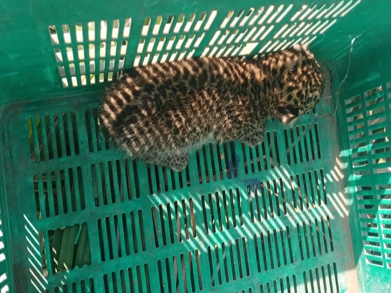 Two leopard cubs were found during sugarcane harvesting in Shingwe | Pune | शिंगवेत ऊसतोड सुरू असताना सापडले बिबट्याचे दोन बछडे